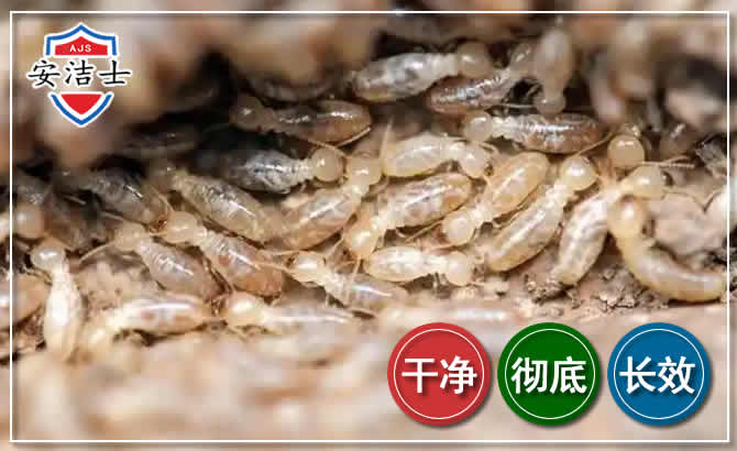 临平区白蚁防治