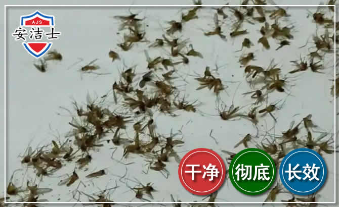 临平区苍蝇防治-灭蝇
