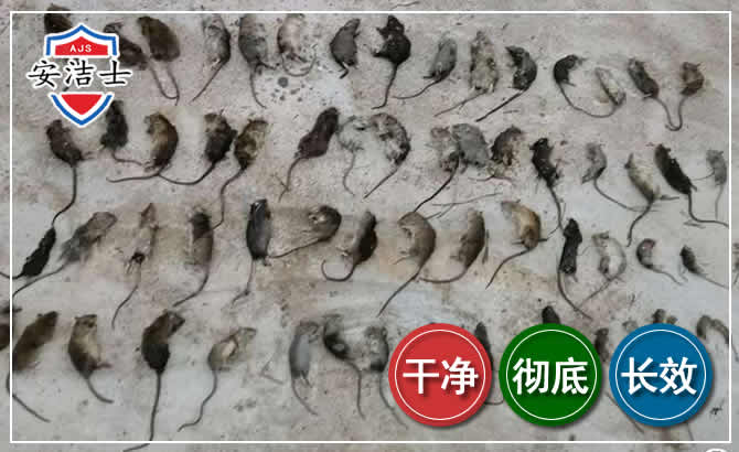临平区鼠害防治-灭鼠