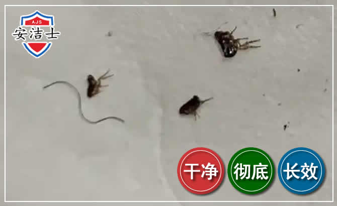 临平区跳蚤防治-灭跳蚤