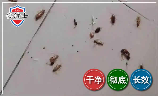 临平区蟑螂防治-灭蟑螂